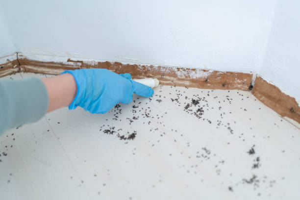 Best Wasp Removal Services  in Kingston, NJ